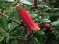 Correa pulchella wild-fuchsia 'Firebird'