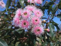 corymbia-ficifolia_flowering-gum_fairy-floss
