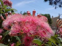 Corymbia ficifolia flowering-gum 'Summer Beauty'