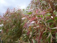 Corymbia-maculata 'Ribbons of Hope'