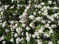 Cryptandra scortechinii - cotton bush