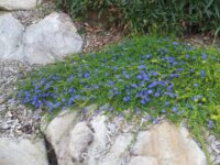 Dampiera diversifolia has true blue flowers