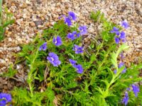Dampiera diversifolia is a west australian native with true blue flowers