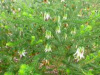 Darwinia meeboldii - Cranbrook bell