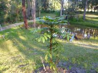 Davidsonia jerseyana - Davidsons Plum is an attractive rainforest plant with edible fruit