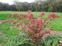 Davidsonia jerseyana - Davidsons Plum has beautiful red new growth