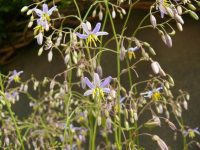 Dianella caerulea flax-lily 'Goddess'