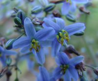 Dianella caerulea flax-lily 'Cassa Blue'