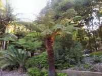 Dicksonia antarctica - Soft tree fern