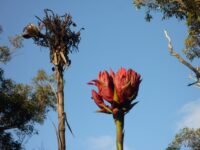 Doryanthes excelsa - Gymea lily or giant spear lily