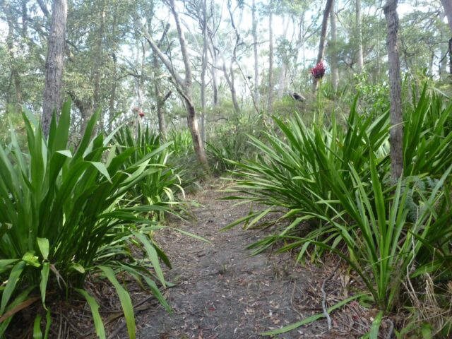 Doryanthes excelsa - Gymea lily