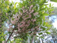 Elaeocarpus reticulatus 'Prima Donna'