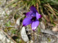 Elythranthera brunonis - purple enamel orchid