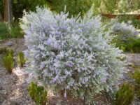 Eremophila nivea - emu bush has grey leaves and profuse purple flowers