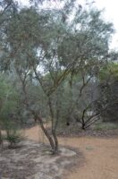 Eremophila youngii - emu bush