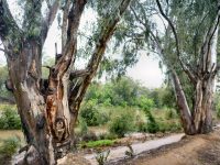 Eucalyptus camaldulensis - river red gum