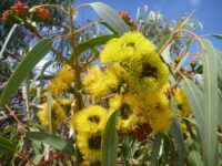 Eucalyptus erythrocorys - red cap gum