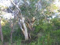 Eucalyptus haemostoma - scribbly gum