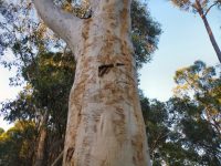 Eucalyptus haemostoma - scribbly gum