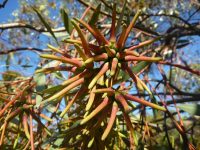 Eucalyptus macranda - long flowered marlock seed pods