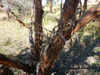 Eucalyptus orbifolia - round leaf mallee