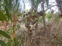 Eucalyptus todtiana - blackbutt gumnuts