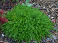 Grevillea crithmifolia is a great australian groundcover plant