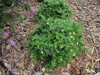 Grevillea juniperina x rhyolitica 'Gold Fever' is a great australian ground cover plant