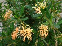 Grevillea rhyolitica - Deua Gold is one of the best smaller flowered grevilleas