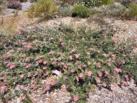 Grevillea 'Carpet Layer' is an excellent drought tolerant groundcover