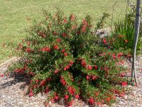 Grevillea Lady O is good for cooler climates
