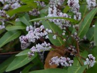 Hardenbergia violaceae 'Free And Easy'