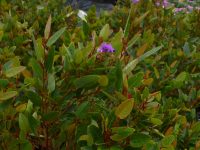 Hardenbergia violaceae native wisteria 'Mini Ha Ha'
