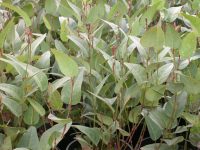 Hardenbergia violaceae native wisteria 'Regent'