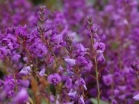 Hardenbergia violacea 'Sea of Purple'
