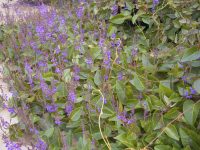 Hardenbergia violaceae native wisteria 'Sweetheart'