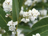 Hardenbergia violaceae native wisteria 'White Out'