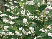 Hardenbergia violaceae native wisteria 'White Out'