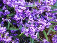 Hardenbergia violaceae native wisteria 'Happy Wanderer'