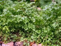 Healthy parsley plant