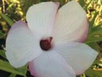 Hibiscus heterophyllus cross divaricatus-native hibiscus 'Aussie Pearl'