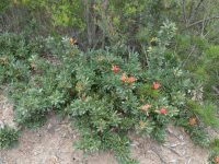 Lambertia Formosa - thorny mountain devil