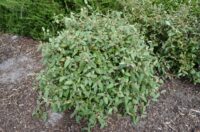 Lasiopetalum discolor - velvet bush