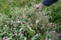 Lasiopetalum discolor - velvet bush