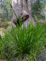 Lepidosperma effusum - sword grass