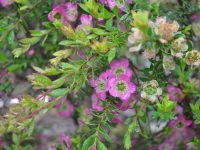 Leptospermum 'Lipstick' is good for cut flowers and honey production