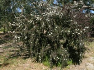 Leptospermum obovatum tea-tree 'Starry Night'