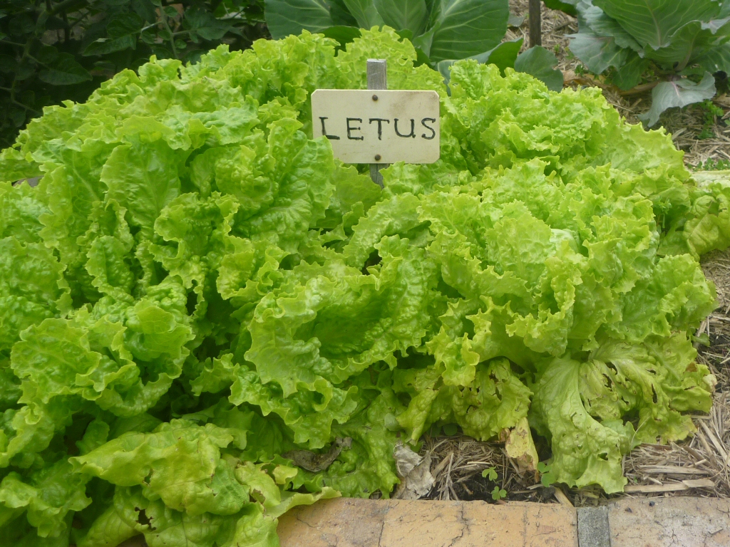 https://www.gardeningwithangus.com.au/wp-content/uploads/2015/12/lettuce.jpg