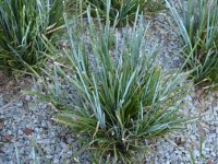 Lomandra glauca 'Aussie Blue Grass' is a great substitute for liriope