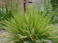 Lomandra longifolia 'Dalliance' is a hardy easy care plant